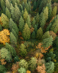 Forest abundance viewed from above showing seasonal change on peel and stick wall covering