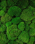 Living breathing green forest scenery removable wallpaper