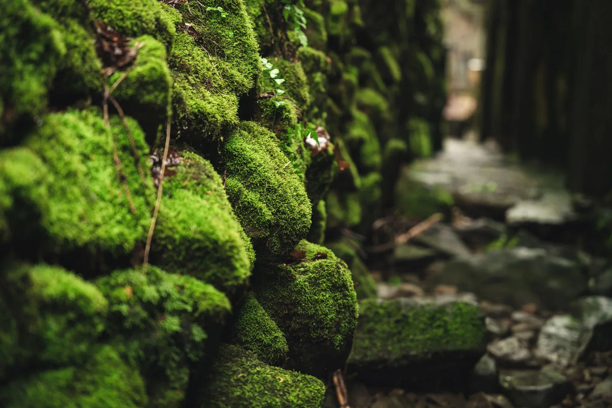 Moss & Time ancient rock texture — wall mural for hallways