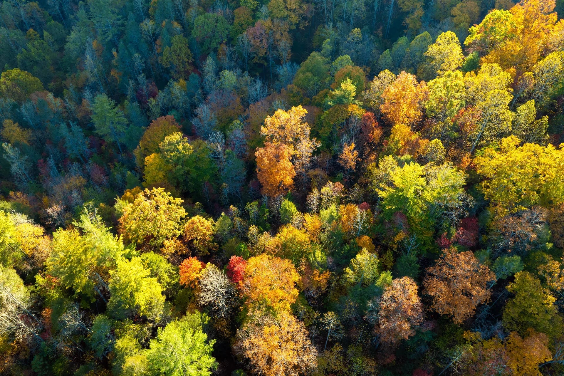 Woodland abundance in rich fall palette with organic texture removable wallpaper