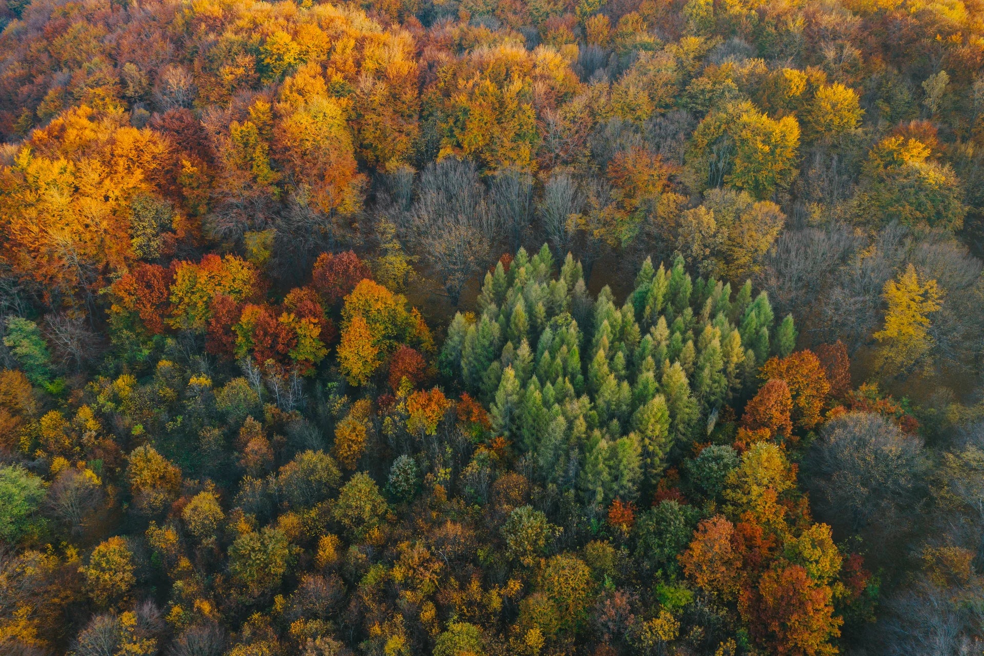 Layered autumn forest creating geometric patchwork effect on peel and stick wall covering