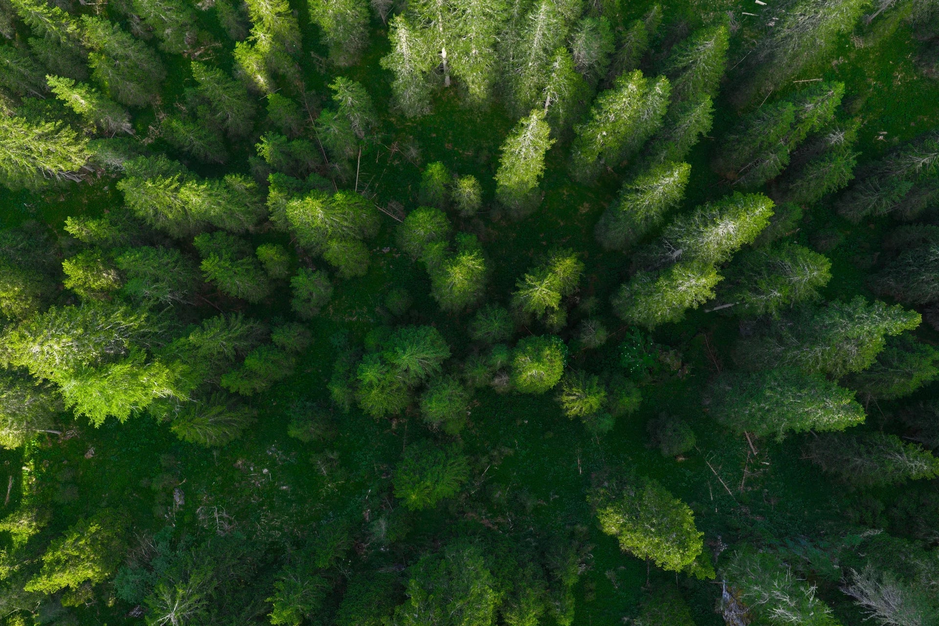 Emerald palette showing rich depth and natural layering removable wallpaper