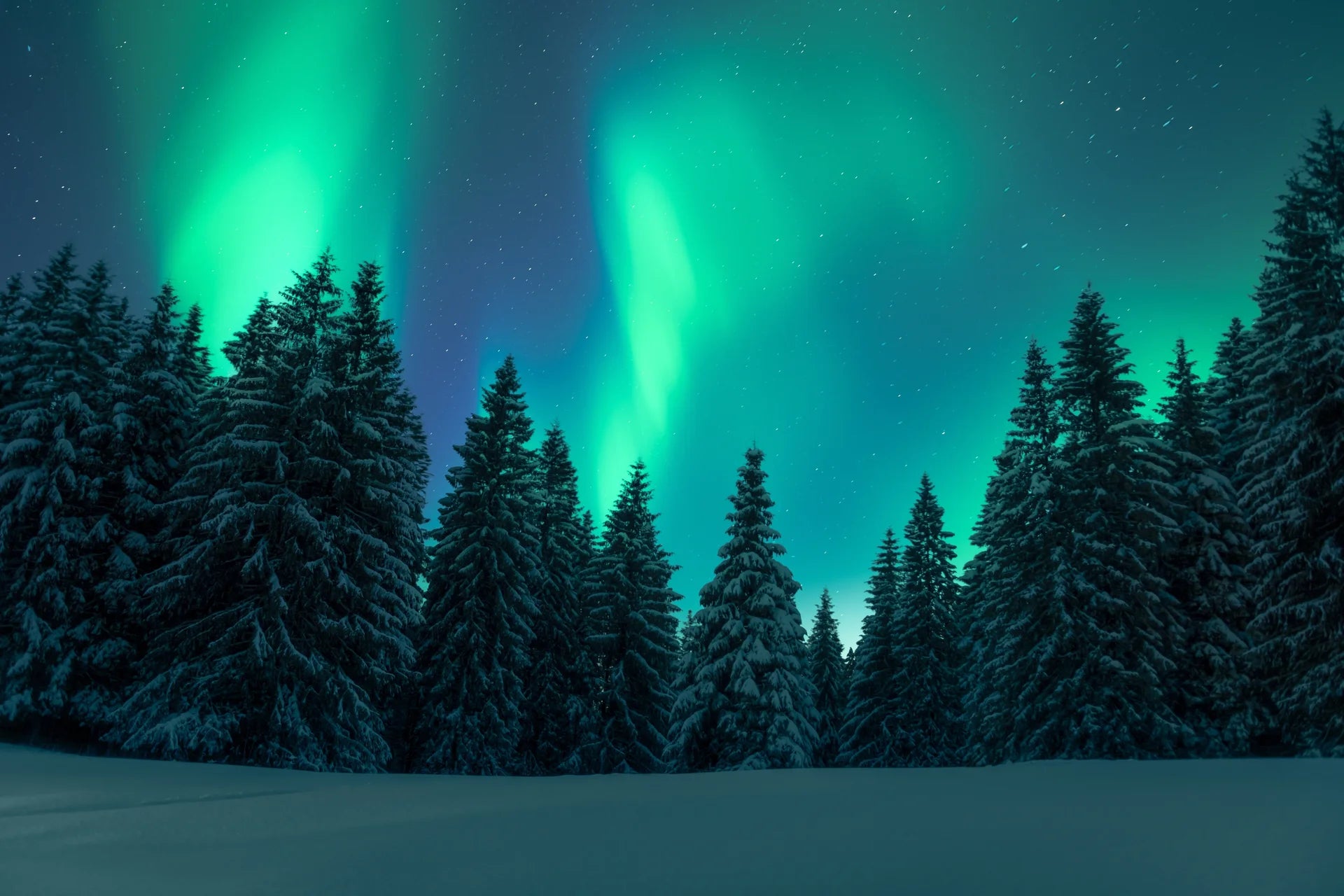 Emerald forest under moonlight with deep shadowed tones removable wallpaper