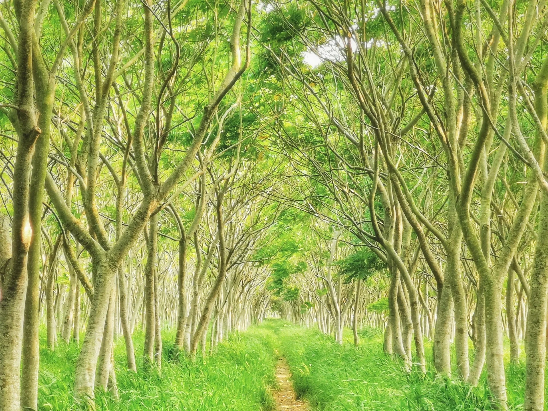 Serene woodland corridor with layered vegetation texture removable wallpaper