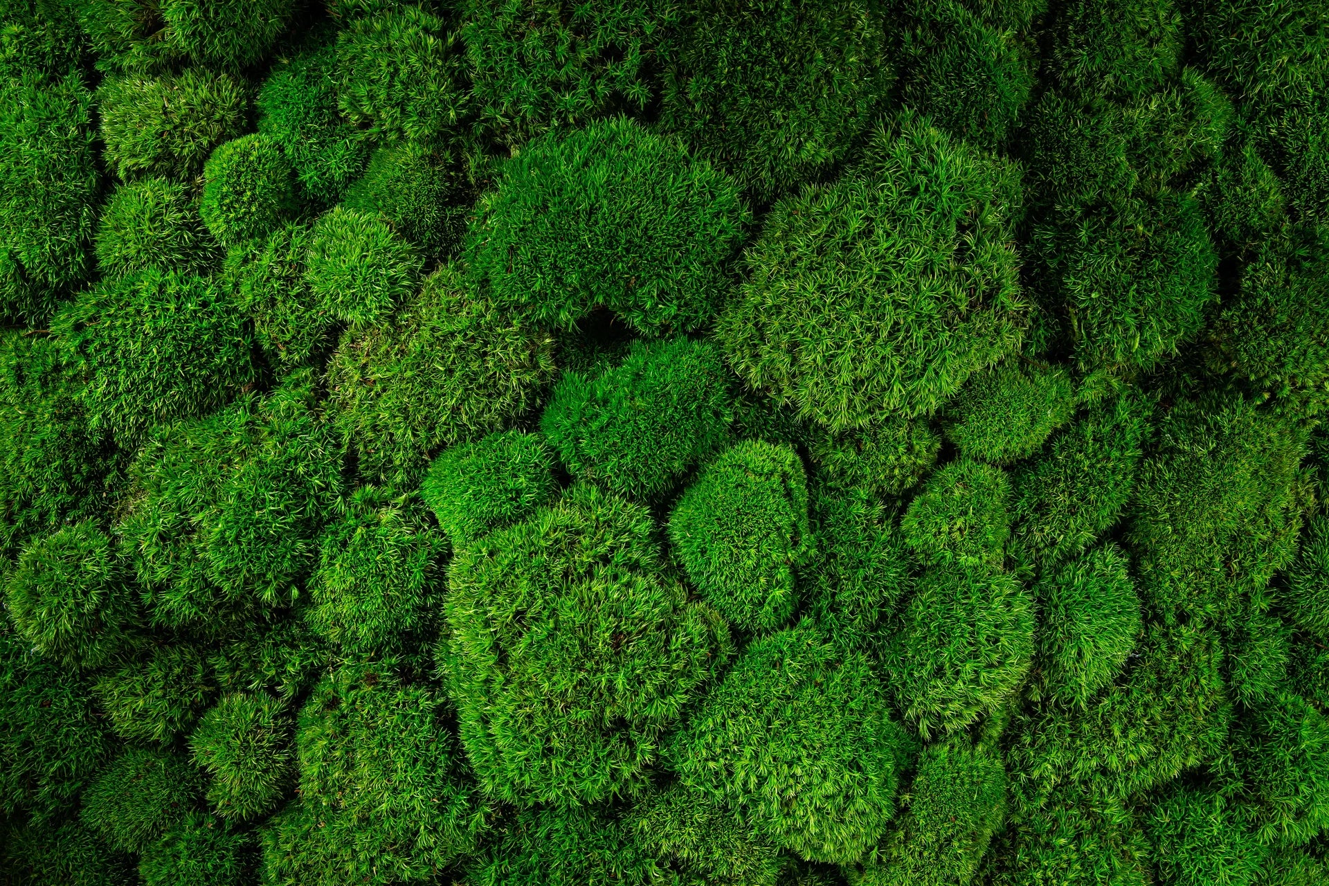 Living breathing green forest scenery removable wallpaper