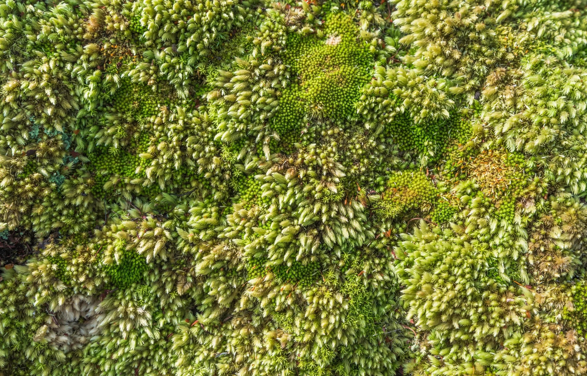 Life'S Pattern wallpaper featuring nature and landscape elements removable