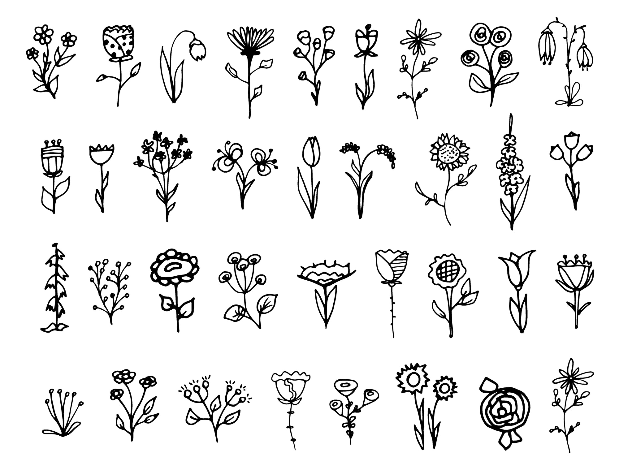 Smooth black wildflower sketch peel and stick wallpaper - Pressed Botanicals