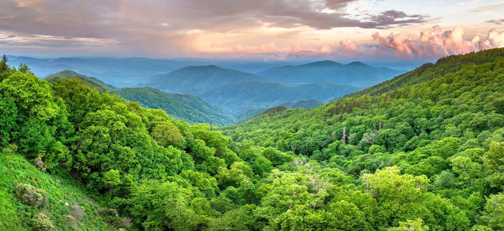 Soft rose colors with lush green foliage removable wallpaper