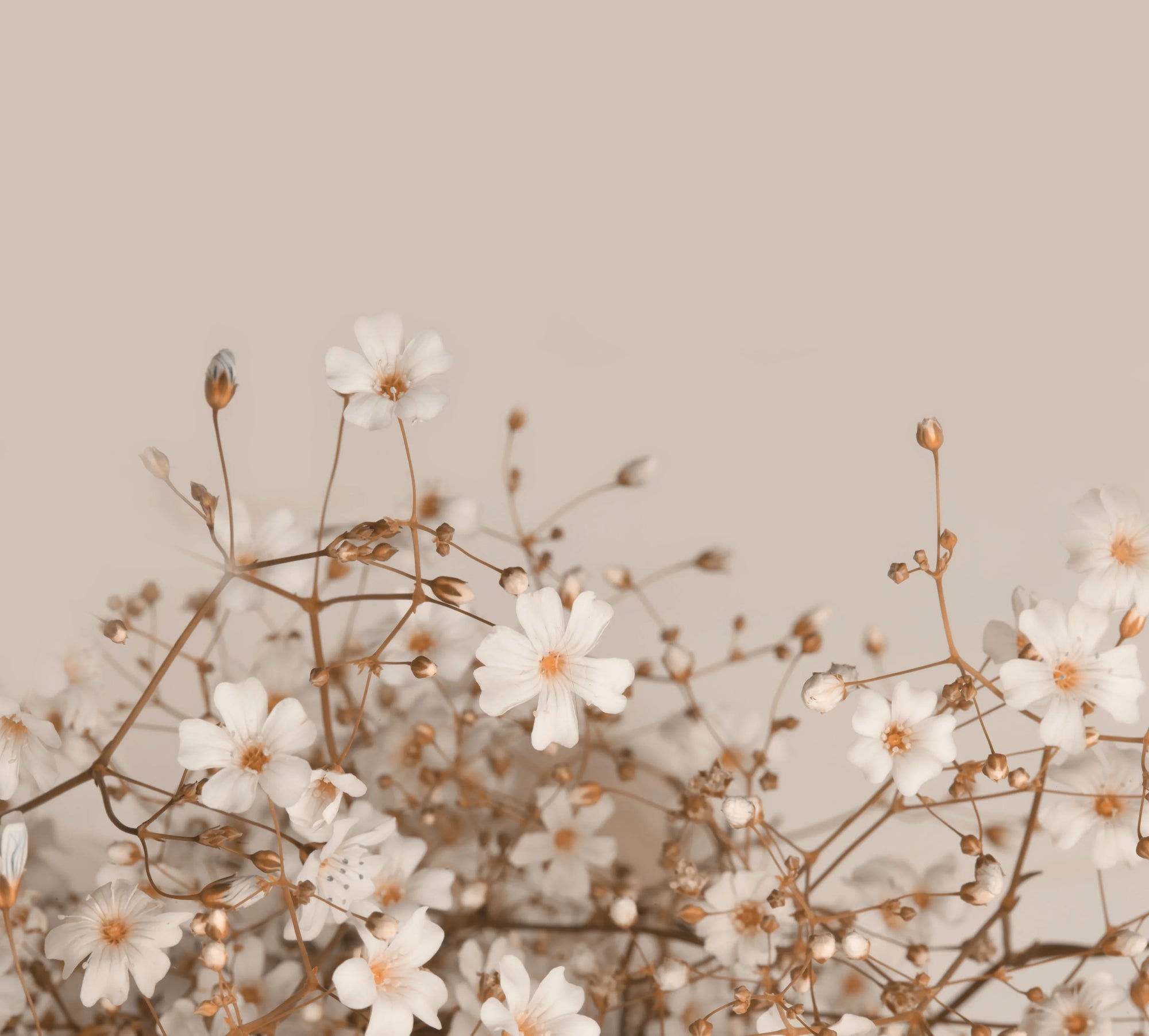 Canvas like peel and stick wallpaper with dried white blossoms - Soft Wash