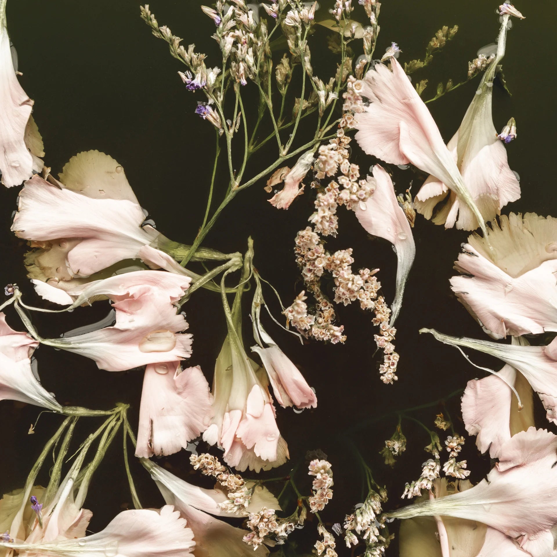 Moody The Still Hour wallpaper featuring blush pink flowers and lavender stems on dramatic black background