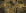 Desert Frond Gilt palm frond wallpaper in black and gold