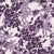Frost Garden Veil Plum floral wallpaper in plum and pearl